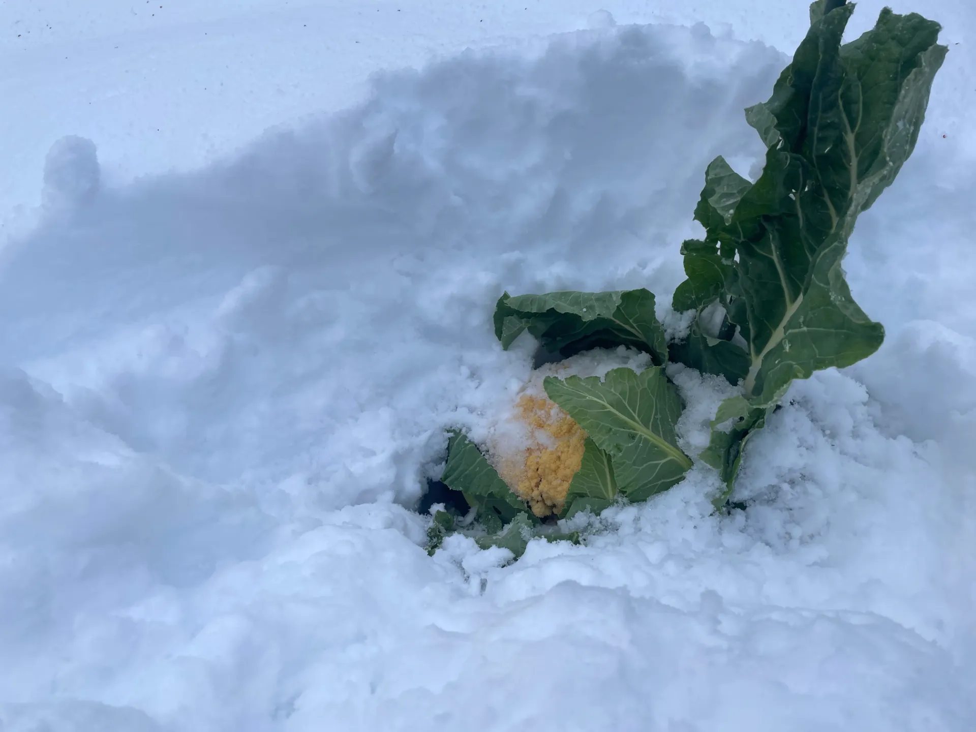 森の思考｜vol.35　「身土不二」という断絶への問い